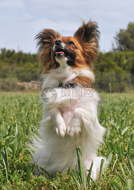 帕皮隆狗动物犬类伴侣草地毛皮场地宠物蝴蝶衣领白色图片