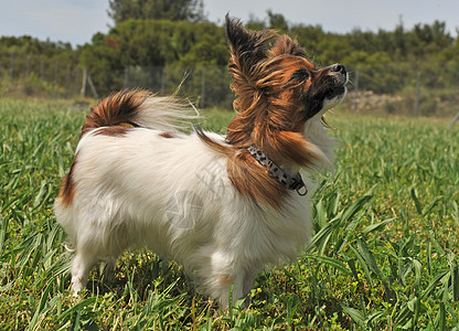 帕皮隆狗白色动物犬类宠物场地伴侣毛皮蝴蝶衣领草地图片