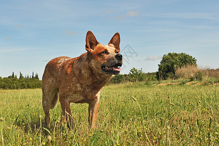 澳大利亚养牛犬红色牧羊犬犬类动物场地草地宠物图片