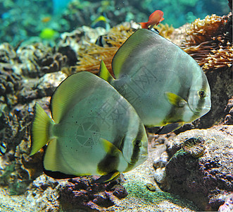 白板或双眼水族馆圆形平台鱼缸热带海上生活蝙蝠鱼珊瑚气候图片