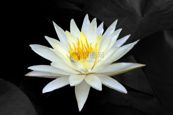 植物 莲花花粉色大自然花园生长场景餐厅白色宏观调控热带池塘图片