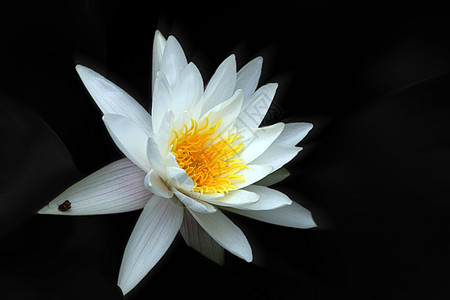 植物 莲花花白色黄色颜色热带太阳花瓣宏观调控花园背景大自然图片