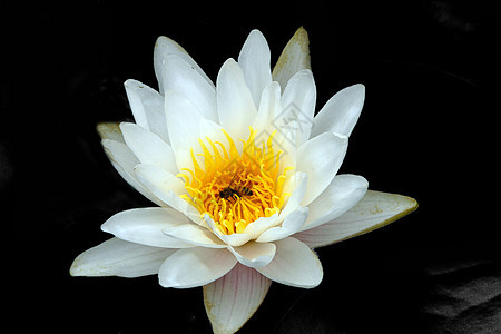 植物 莲花花花瓣背景花园鲜花热带生长池塘宏观调控太阳餐厅图片