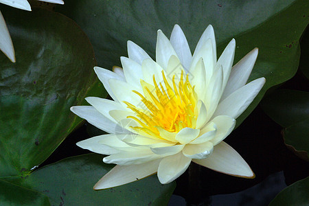 植物 莲花花绿色鲜花粉色大自然场景餐厅宏观调控花瓣热带白色图片