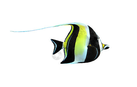 zanclus 角形热带水族馆动物黄色神仙鱼鱼缸黑色海洋生物游泳图片