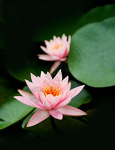 植物 莲花花池塘热带鲜花场景粉色颜色黄色餐厅宏观调控太阳图片