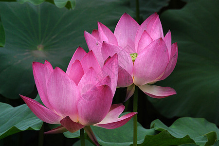 植物 莲花花花园鲜花热带花瓣粉色宏观调控绿色黄色场景池塘图片