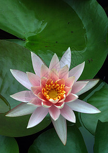 植物 莲花花餐厅花瓣热带绿色花园颜色大自然背景生长场景图片