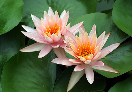 植物 莲花花黄色场景池塘餐厅背景鲜花生长大自然宏观调控绿色图片