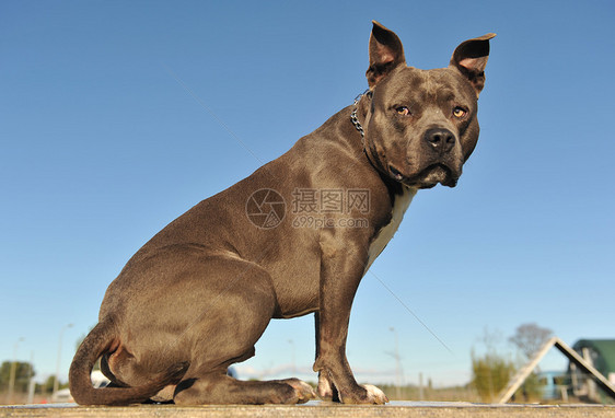 美籍斯塔福德郡警觉蓝色动物哺乳动物宠物衣领犬类天空图片
