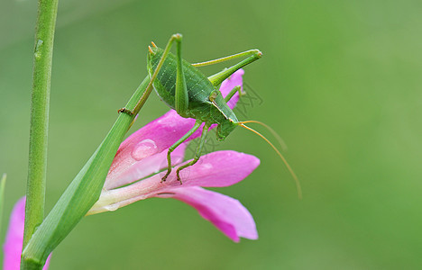 电击器蛛科植物色彩昆虫宏观粉色绿色野生动物刺槐图片