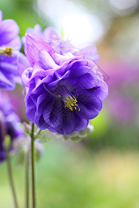 阿基亚植物花瓣紫色雄蕊花园图片