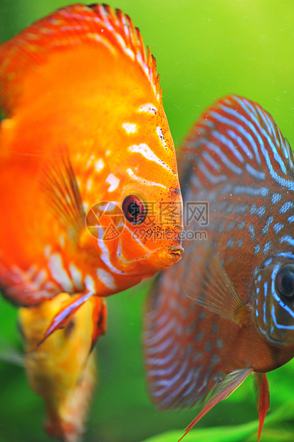 铁饼游泳热带黄色宠物红色动物水族馆科鱼玻璃曲线图片