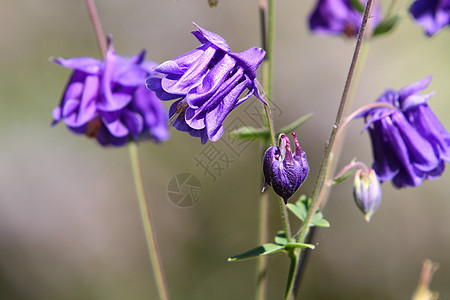 阿基列加语Name雄蕊花瓣植物紫色花园图片