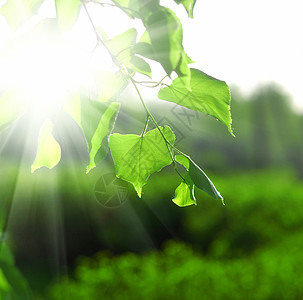 太阳束和绿叶橡木宏观晴天叶子分支机构射线生长树木环境阳光图片