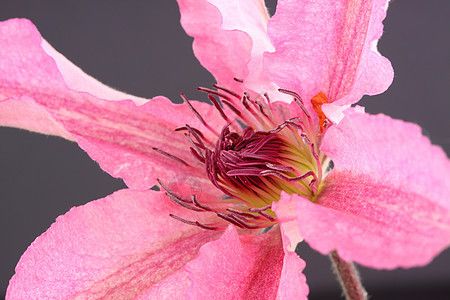 蓝球菌雄蕊花瓣花园粉色花粉登山者图片