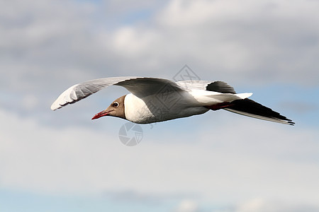 海鸥摄影蓝色自由荒野野生动物海洋旅行羽毛团体动物图片