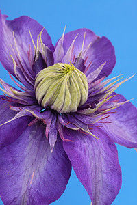 维维扬彭内尔花园花瓣登山者植物紫色图片