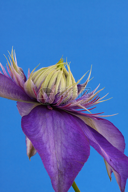 维维扬彭内尔紫色花瓣植物花园登山者图片