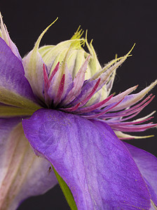 维维扬彭内尔花园植物登山者花瓣紫色图片