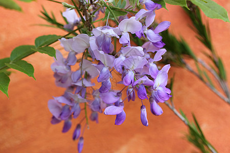维西度植物登山者树叶紫色花园花瓣图片