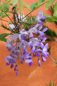 维西度花瓣植物花园登山者紫色树叶图片