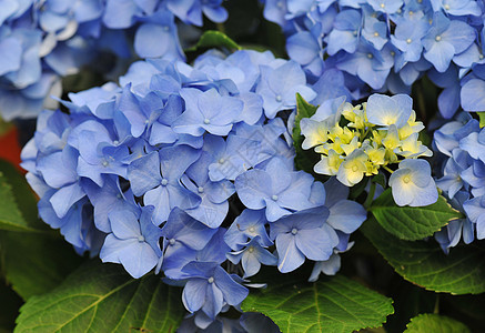 蓝色Hydrangea Hortensia植物宏观叶子色彩花园绣球花图片