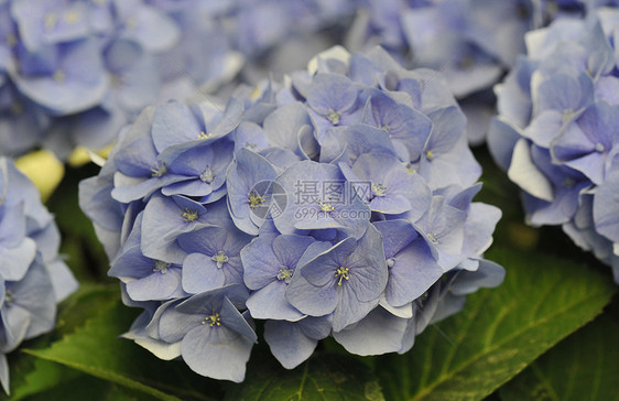 蓝色Hydrangea Hortensia紫色植物叶子色彩花园宏观绣球花图片