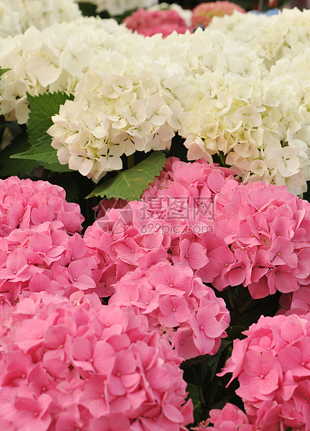 粉红色和白色Hydranga 霍多尼亚色彩植物花园叶子宏观绣球花粉色紫色图片