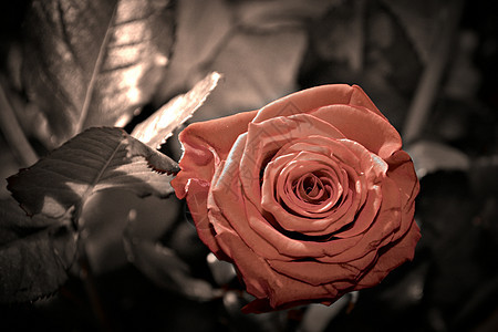 红玫瑰庆典植物蜜月礼物玫瑰叶子荒野野玫瑰宏观花园图片