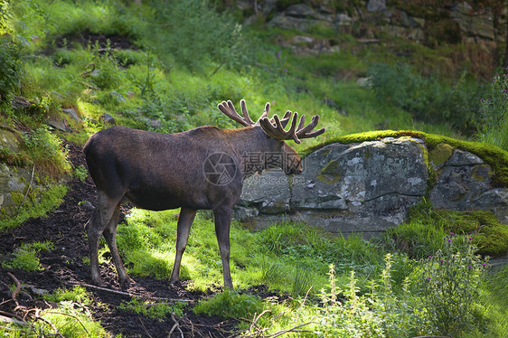 驼鹿男性麋鹿冒充动物场地公园乡村棕色石头哺乳动物图片