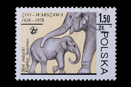 波兰-1978年CIRCA 大象印章背景图片