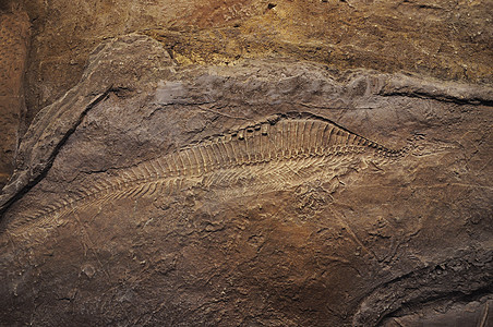 侏罗纪石化石传奇恐龙植物动物魔法化石颅骨图片