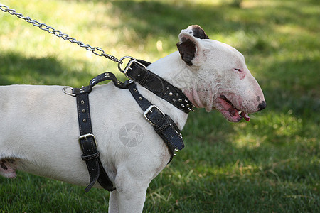 公牛战舰森林宠物植物警卫小猎犬公园守护衣领休息安全图片