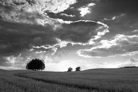 黄麦田背光体重植物戏剧性乡村栽培天空农业黑与白地平线图片