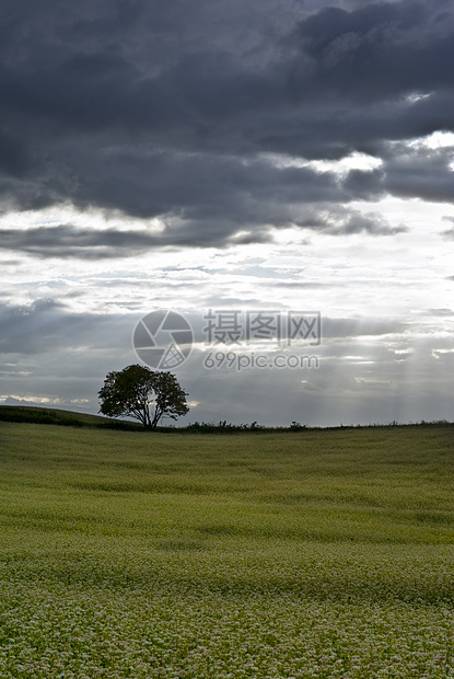 黄麦田农业蓝色植物多云背光天空栽培地平线乡村树木图片