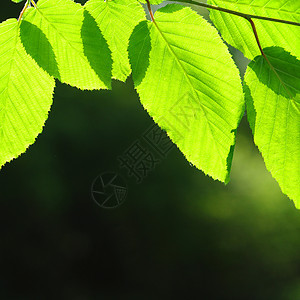 树叶和复制空间背景森林太阳框架生态晴天植物花园绿色环境图片