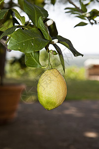 柠檬植物水果水平摄影图片
