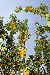 分支的杏子生活方式阴影茶点阳光水果植物黄色叶子健康饮食甜食图片