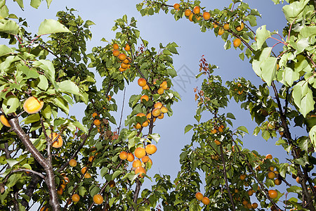 分支的杏子胃口植物茶点阳光香味叶子果园健康饮食阴影生活方式图片