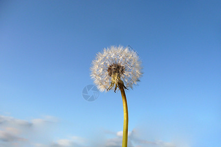 Dandelion 时钟菊科植物群天空花园宏观叶子植被蓝色乡村种子图片