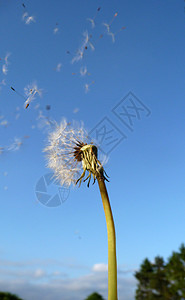 Dandelion 时钟菊科花园天空叶子园艺植物蓝色宏观种子乡村背景图片