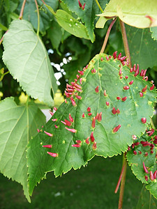 树叶感染叶子花园植被宏观植物群乡村园艺粉色绿色疾病图片