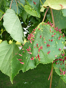 树叶感染园艺生长植物群疾病叶子植被绿色花园乡村粉色图片