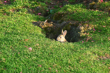 公园的兔子野生动物地球绿色动物兔科兔形宝宝哺乳动物耳朵绿地图片