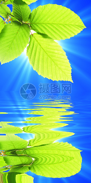 夏季夏天反射温泉分支机构生态蓝色绿色横幅天空环境树叶图片