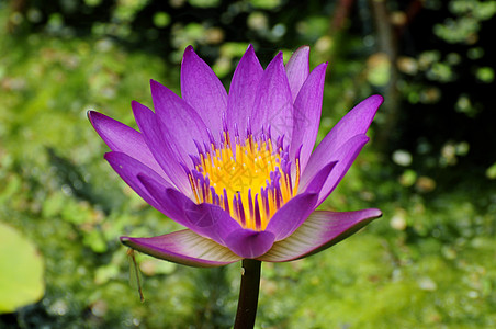 江南背景绿色背景的水李花花型样百合公园荷花花园池塘叶子背景