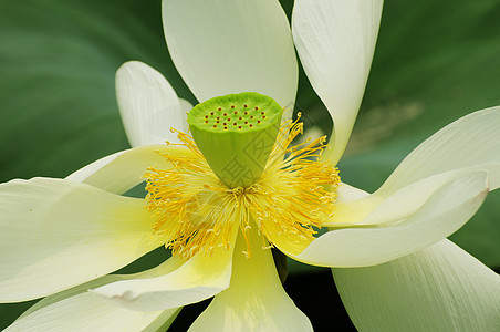 优丽莲花花样公园花园百合叶子池塘绿色荷花图片