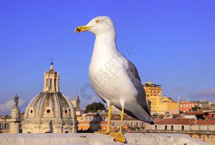 罗马市的鸟眼观图片