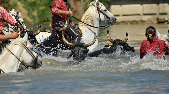 在水中 有马和公牛行动牛仔自由野外动物男人游泳白色危险跑步牧场图片